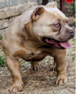 Pitfall Bullies - American Bullies Females